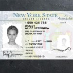 New York Driver license PSD Template